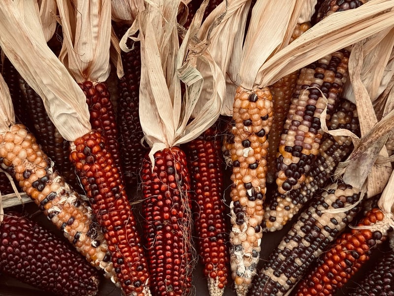 Fall Harvest Celebration