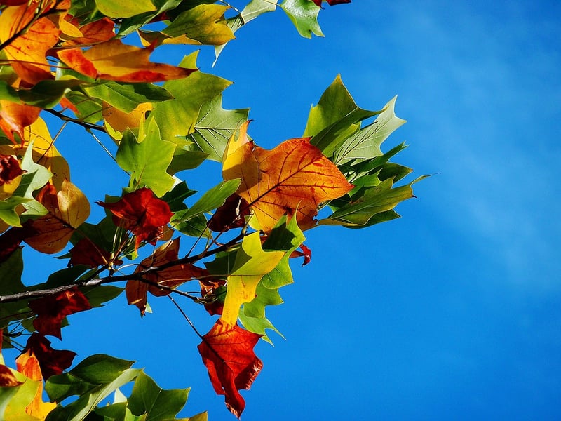 Fall Harvest Celebration